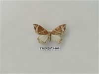 藏品(尺蛾600)的圖片